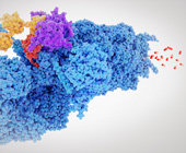 A 3-D illustration of the proteasome