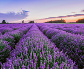 photo of a field of lavender
