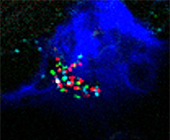 Microscope image with dark blue blob against a black background. Within the blobs are a scattering of green, blue and red dots.