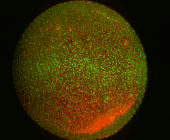 gif showing cell movement that occurs as the nascent spinal cord forms in a developing zebrafish embryo