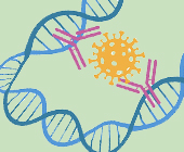 Illustration of a DNA double helix looped back on itself. Two antibodies embedded in the DNA have bound to a SARS-CoV-2 particle.