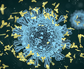 Illustration of antibodies binding to a coronavirus