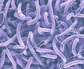 3D illustration of cholera bacteria