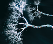 3D rendering of neurons