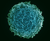 Colorized scanning electron microscope image of a human B cell