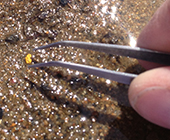 White hand holding tweezers reaches for a small piece of gold in a blue dish full of wet sand