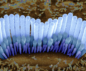 A scanning electron microscope image of a hair bundle protruding from a sensory cell in the inner ear