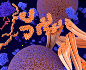 Stylized representation of phosphorylation of tau proteins