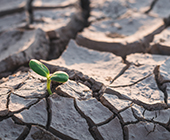 photo of seedling sprouting surrounded by cracked, dry earth