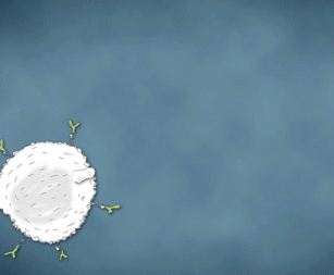 video illustration of yeast cells multiplying