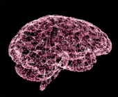 Digital illustration of a brain