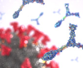 Antibodies attacking coronavirus