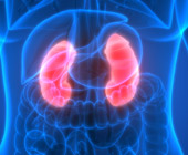 Illustration of pink kidneys on bright blue background of human midsection