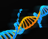 DNA double helix