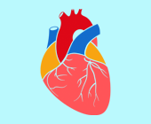Anatomically correct heart emoji illustration