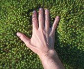 Human hand touching a bed of soft green moss 