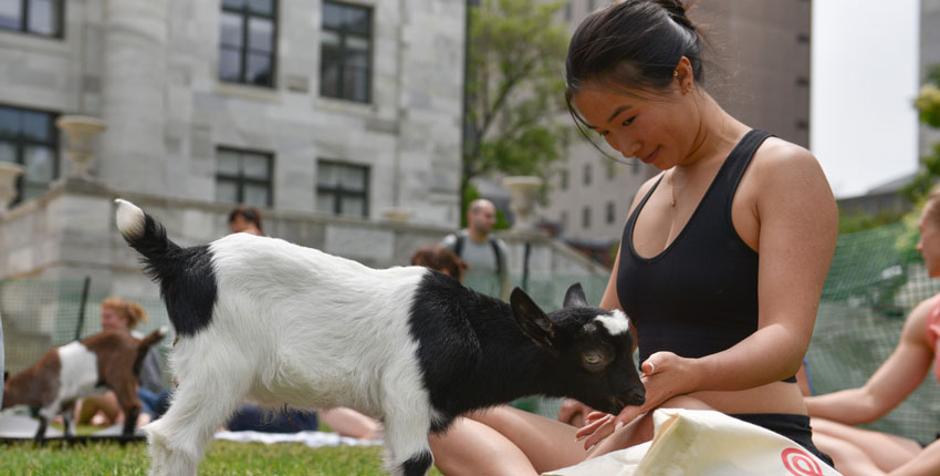 Baby goat licks the hand of a woman in lotus position