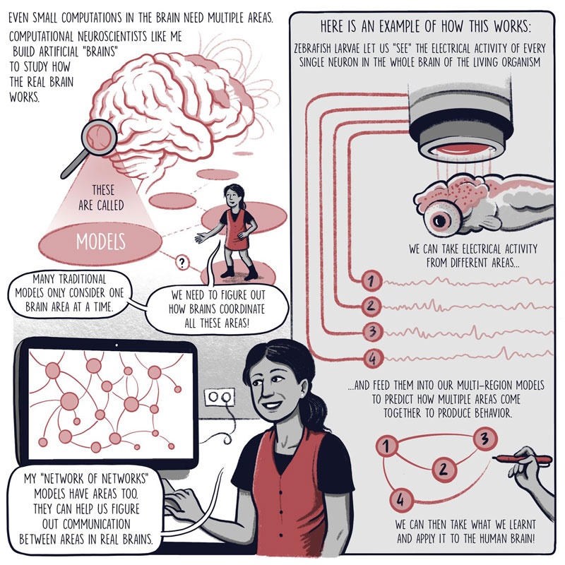 A single-panel comic that describes Kanaka Rajan's computational neuroscience research. Rajan builds computer models of the brain to study how different brain regions communicate during behavior. For example, Rajan built a model of a larval zebrafish brain based on data from the brain of the actual animal. 
