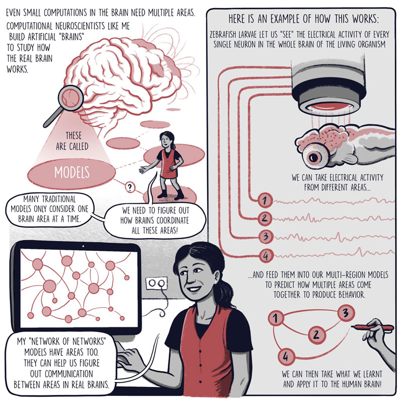 The brain may learn about the world the same way some computational models  do, MIT News