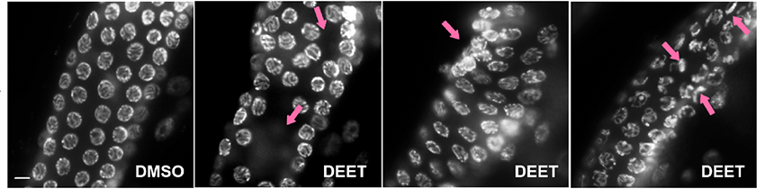 Four side-by-side microscopy images show individual cell nuclei in C. elegans worms. The left one is normal. The right three show gaps, aggregates, and other abnormalities