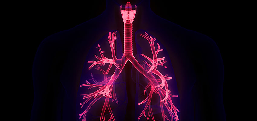 Photoillustration of the human trachea and respiratory tract, shown in pink on a black background