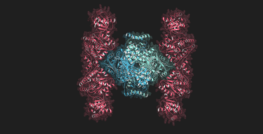 Illustration of a protein complex with a round-ish blue center section and two taller, thinner wing-like structures on the sides