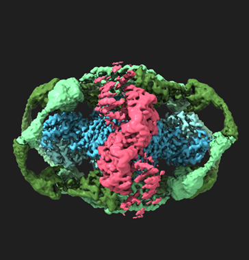 model of a protein with a vertical red-colored mass down the center, blue across the rear, and a green skeleton-like structure surrounding it