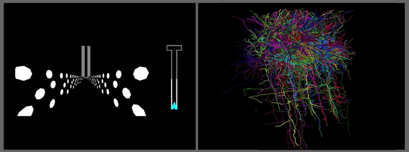 a side by side of a mouse running a virtual maze and the neurons in its brain lighting up