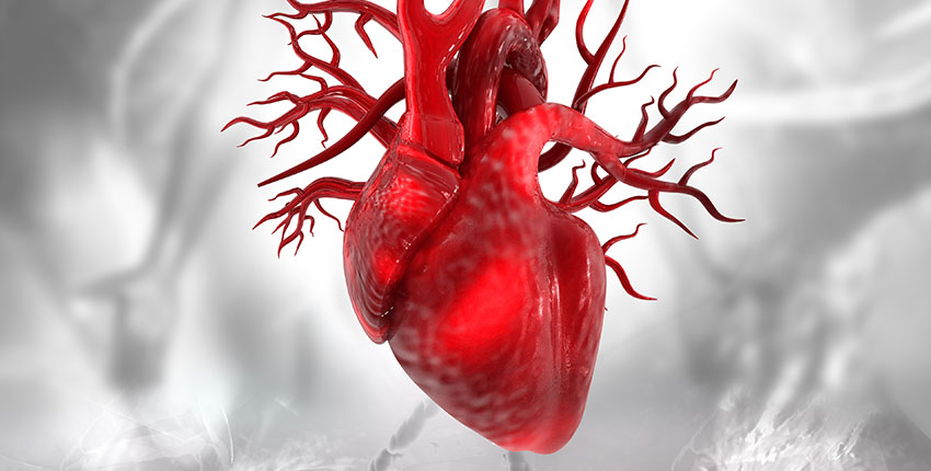 Digital illustration of a human heart