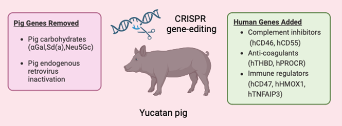 illustration of "Yucatan pig" with title "CRISPR gene-editing" and scissors cutting a piece of DNA. a box at left lists pig genes removed. a box at right lists human genes added.