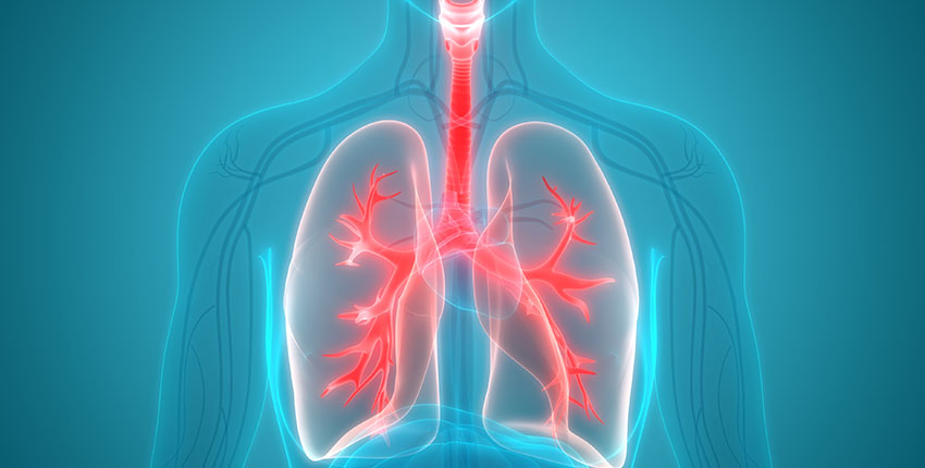 digital illustration of human body, with respiratory system highlighted