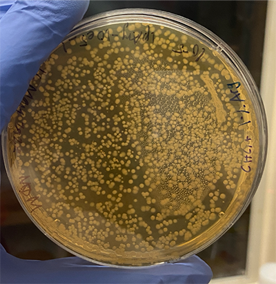 close-up photo of a gloved hand holding a round dish of bacteria, which appear as more than 100 orange dots