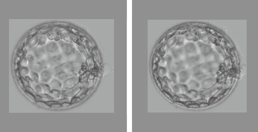 side-by-side squares show microscope images of spherical blastocysts--membranes enclosing a few cells that form an early embryo
