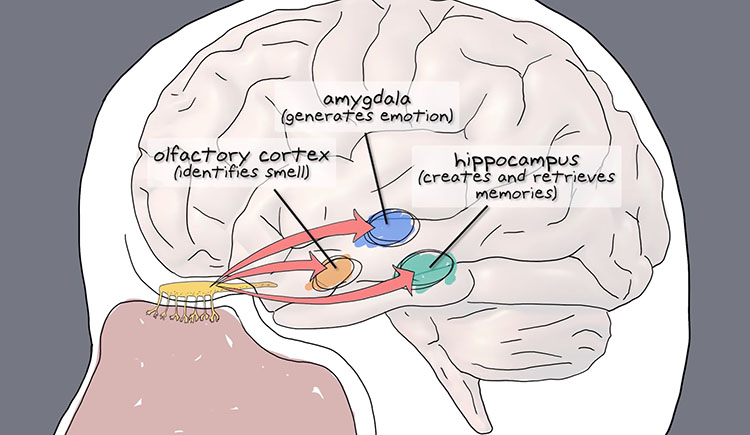 Smell and Memory | Harvard Medical School