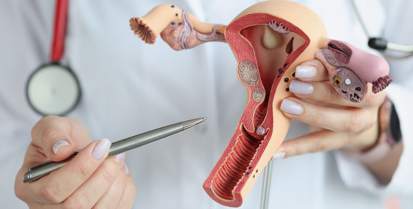 A doctor in a white coat using a pen to point at a human vagina model
