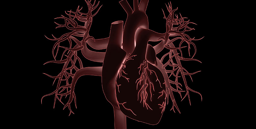 illustration of a human heart on a black background