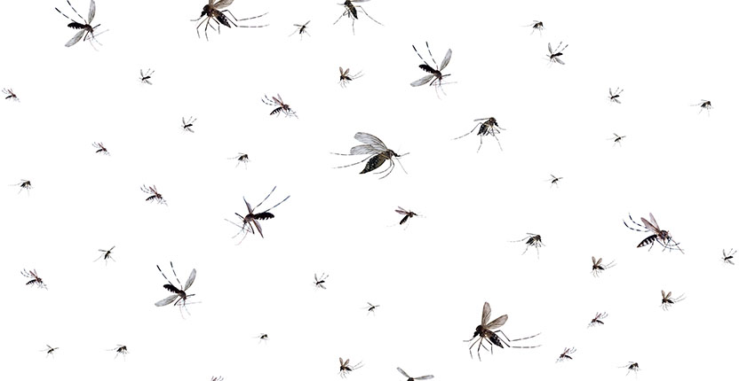 Flying mosquitoes isolated on a white background.