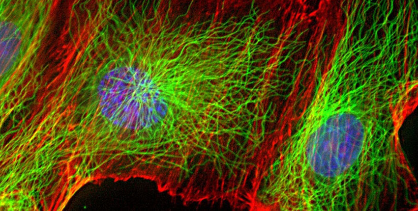 Microscope image of fluorescent human cells