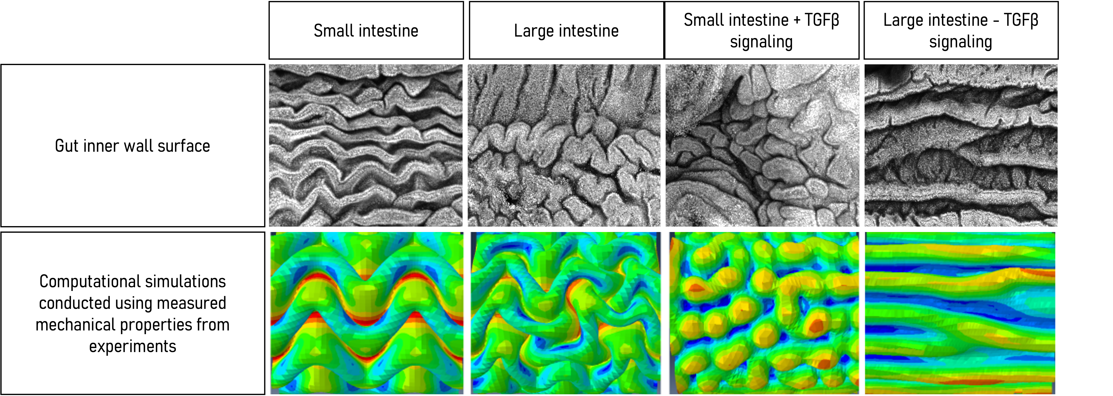 Chart showing 8 images of gut inner wall surface and computational simulations