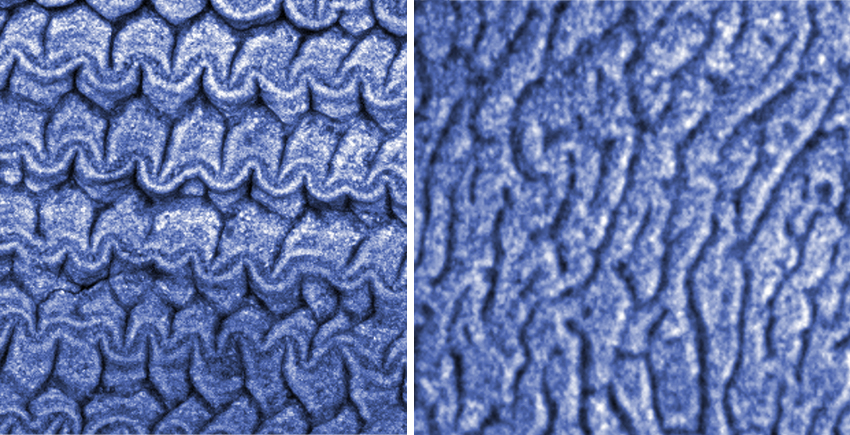 Side-by-side images show different patterns under a microscope. One is more condensed and crinkled in rows, while the other has flatter whorls like the surface of a brain.