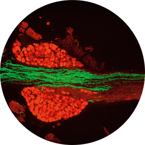 Vagal motor neurons (green) pass through  the ganglion of vagal sensory neurons (red)