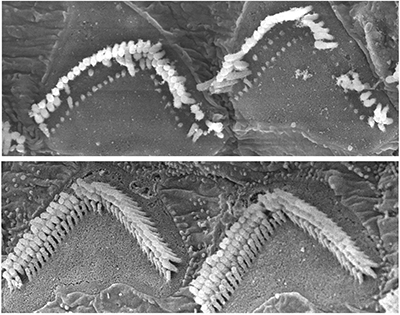 Two electron microscope images of hair-cell bundles shaped like upside-down Vs. The top pair has many gaps. The bottom pair is significantly more filled out.