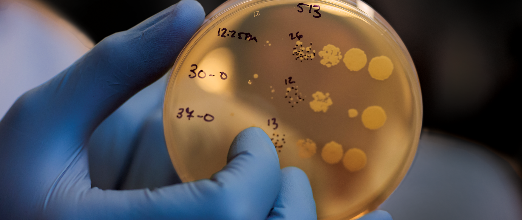 A close-up of a gloved hand holding a petri dish with bacterial cultures and handwritten markings, symbolizing scientific research, discovery, and microbiology in a laboratory setting.