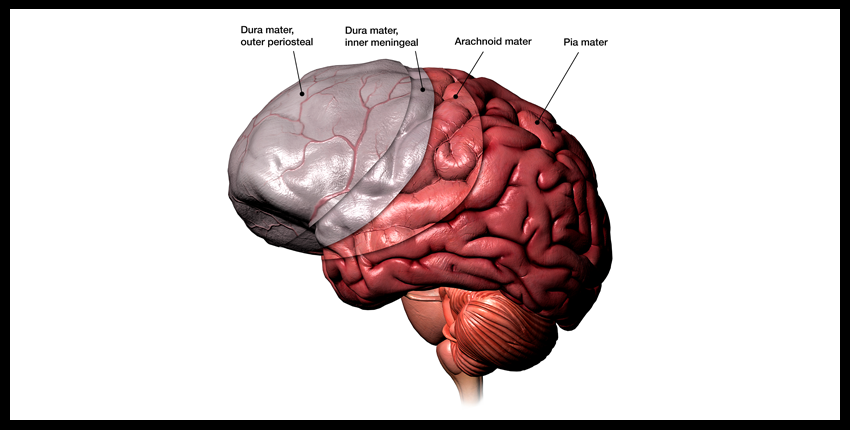 Drawing of a brain and its three protective layers known as meninges