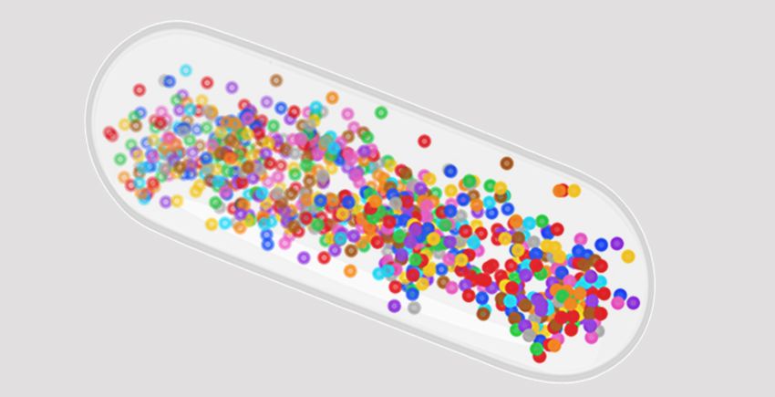 Colored dots overlap within the silhouette of a rod-shaped bacterium