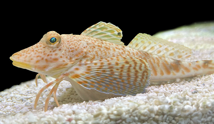 An orange spotted fit on a background of sand and black water