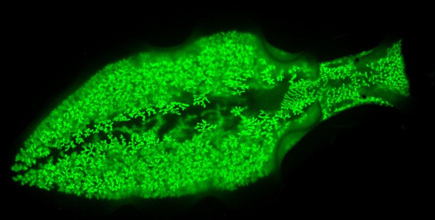 A football-shaped bright green structure on a black background