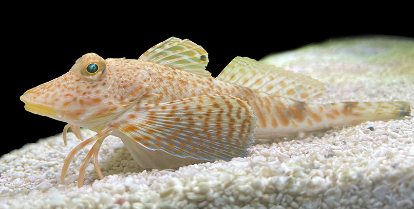 An orange spotted fit on a background of sand and black water