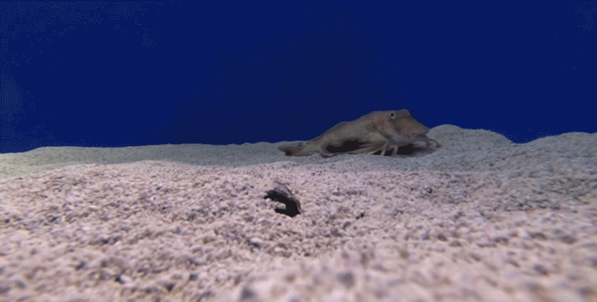A tan fish moves across sand in blue water