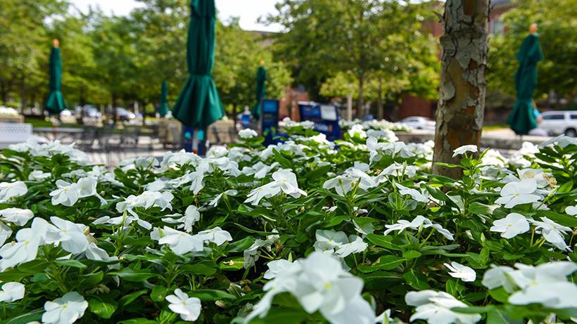 white flowers